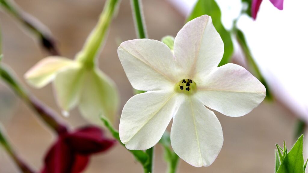 La flor de la nicotiana. Canva