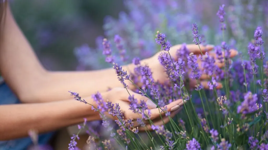 Cuidados de la lavanda. Canva
