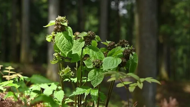Un arbusto japonés imita el olor de hormigas heridas para atraer a sus polinizadores