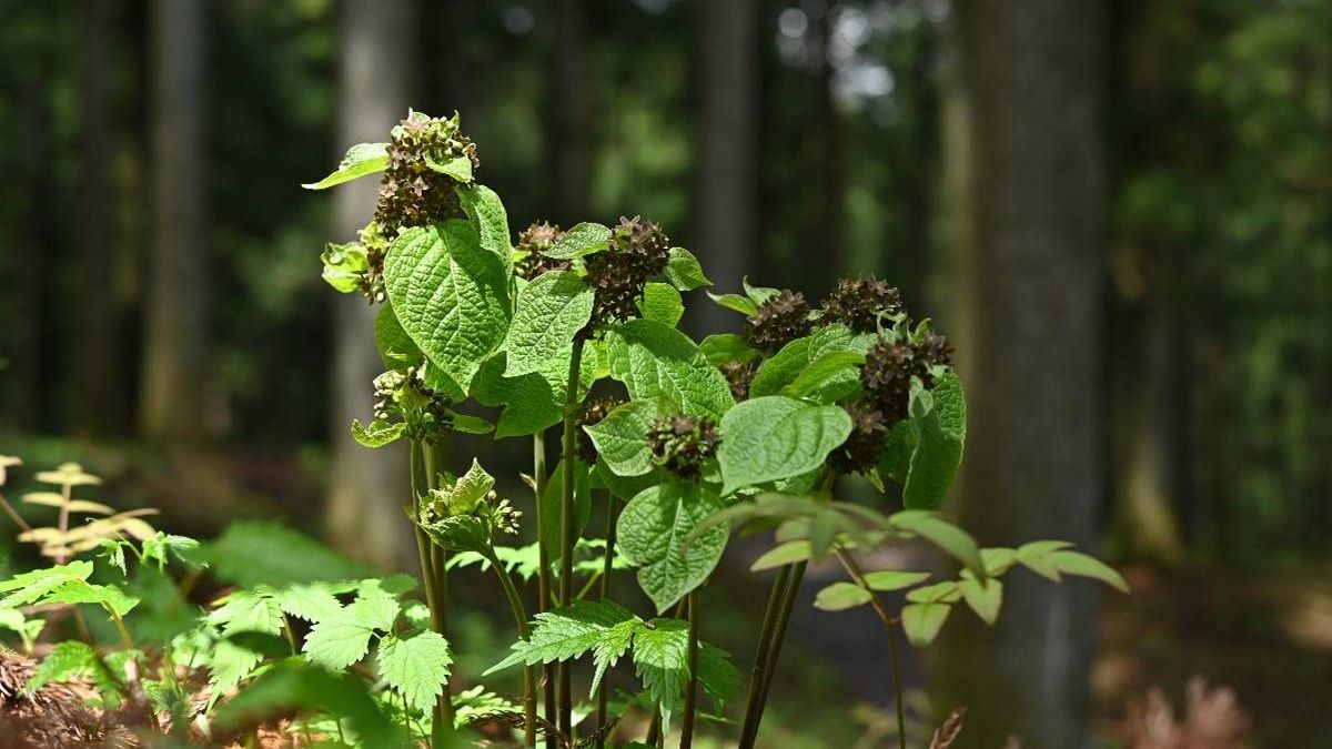 Un arbusto japonés imita el olor de hormigas heridas para atraer a sus polinizadores