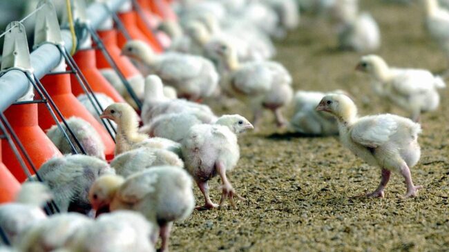 España registra este verano un repunte de brotes de gripe aviar: 35 casos en dos meses