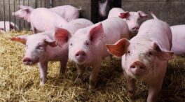 China impone aranceles del 62,4% a las importaciones de porcino de la UE