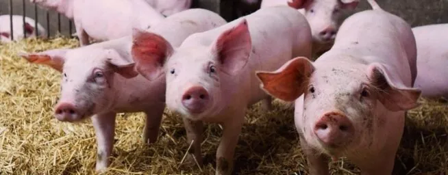 China impone aranceles del 62,4% a las importaciones de porcino de la UE