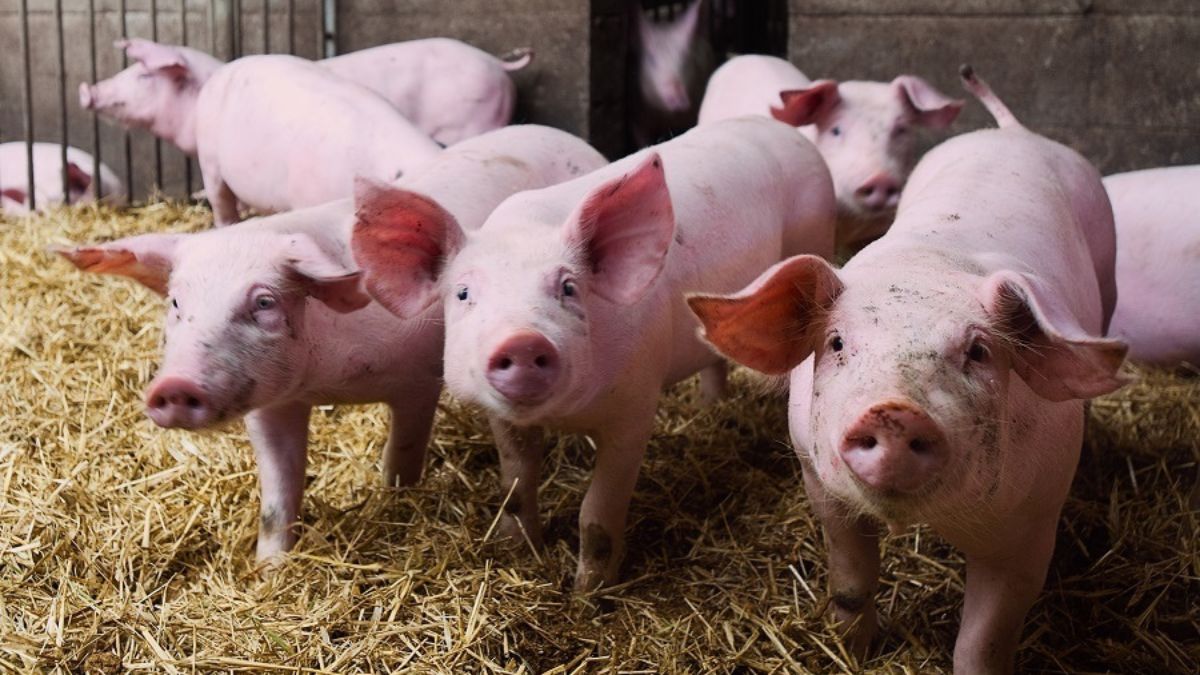 China impone aranceles del 62,4% a las importaciones de porcino de la UE