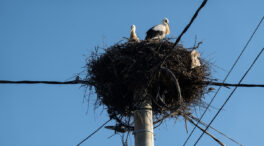Voluntarios de Jaén intensifican la vigilancia de aves migratorias ante el riesgo de electrocución
