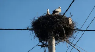 Voluntarios de Jaén intensifican la vigilancia de aves migratorias ante el riesgo de electrocución