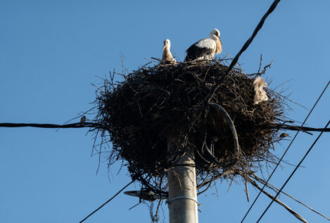 Voluntarios de Jaén intensifican la vigilancia de aves migratorias ante el riesgo de electrocución