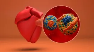 Lipoproteína (a), el nuevo factor de riesgo cardiovascular que gana protagonismo
