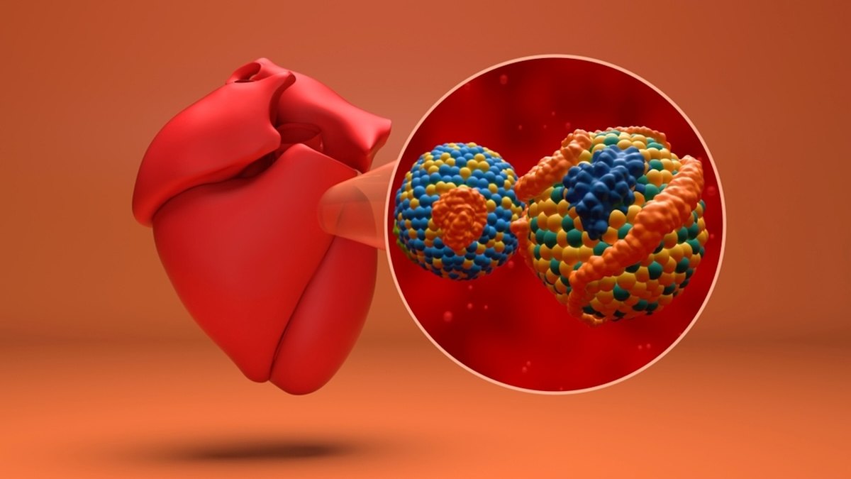 Lipoproteína (a), el nuevo factor de riesgo cardiovascular que gana protagonismo