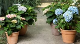 Guía para la poda de hortensias: cuándo se hace y cómo cuidar la flor de esta planta