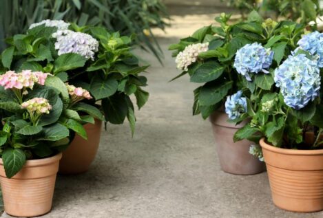 Guía para la poda de hortensias: cuándo se hace y cómo cuidar la flor de esta planta