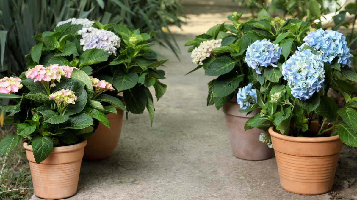 Guía para la poda de hortensias: cuándo se hace y cómo cuidar la flor de esta planta