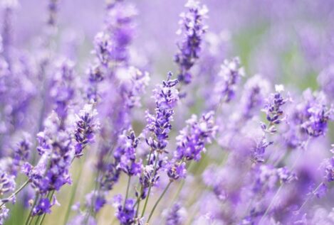 Guía para podar la lavanda: cuándo y cómo hacerlo para eliminar las ramas secas