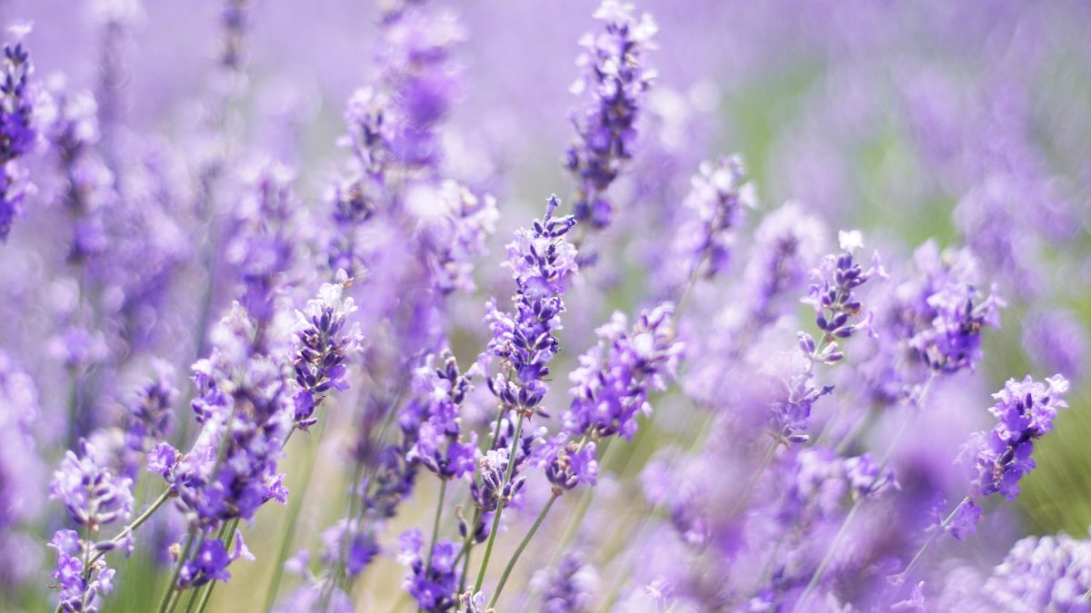 Guía para podar la lavanda: cuándo y cómo hacerlo para eliminar las ramas secas