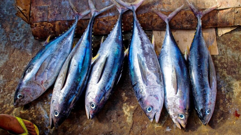 Pescado. Canva