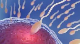Desarrollan óvulos humanos potencialmente fecundables a partir de células de la piel