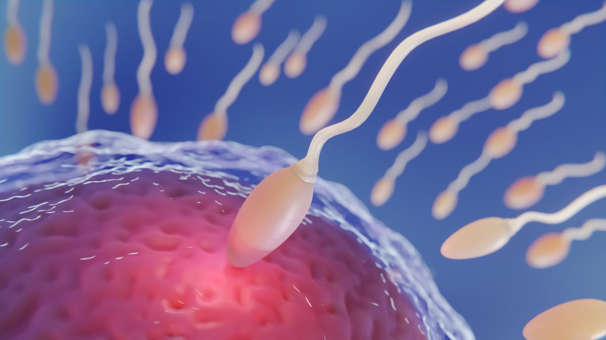 Desarrollan óvulos humanos potencialmente fecundables a partir de células de la piel