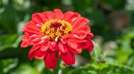 Cinco plantas para sembrar en septiembre y disfrutar de un jardín aromático este otoño