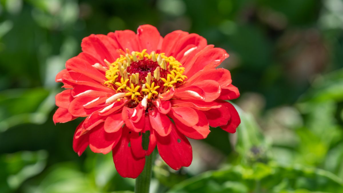 Cinco plantas para sembrar en septiembre y disfrutar de un jardín aromático este otoño