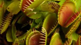 De inmóviles, nada: estas son las plantas más veloces
