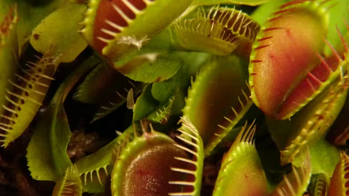 De inmóviles, nada: estas son las plantas más veloces