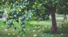 Guía para la poda del manzano: cuándo y cómo hacerlo para que no afecte al crecimiento del fruto