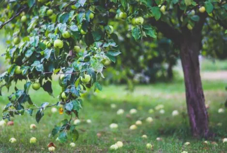 Guía para la poda del manzano: cuándo y cómo hacerlo para que no afecte al crecimiento del fruto