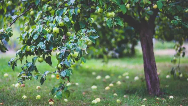 Poda del manzano: cuándo y cómo hacerlo para que no afecte en el crecimiento del fruto