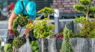 Mi primo, experto en jardinería, usa la cáscara de esta fruta como abono para las plantas
