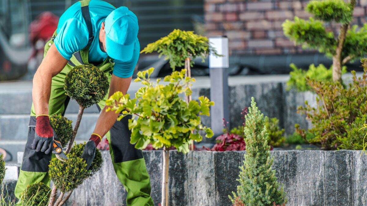 Mi primo, experto en jardinería, usa la cáscara de esta fruta como abono para las plantas