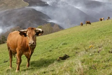 La guerra por la proteína (animal)