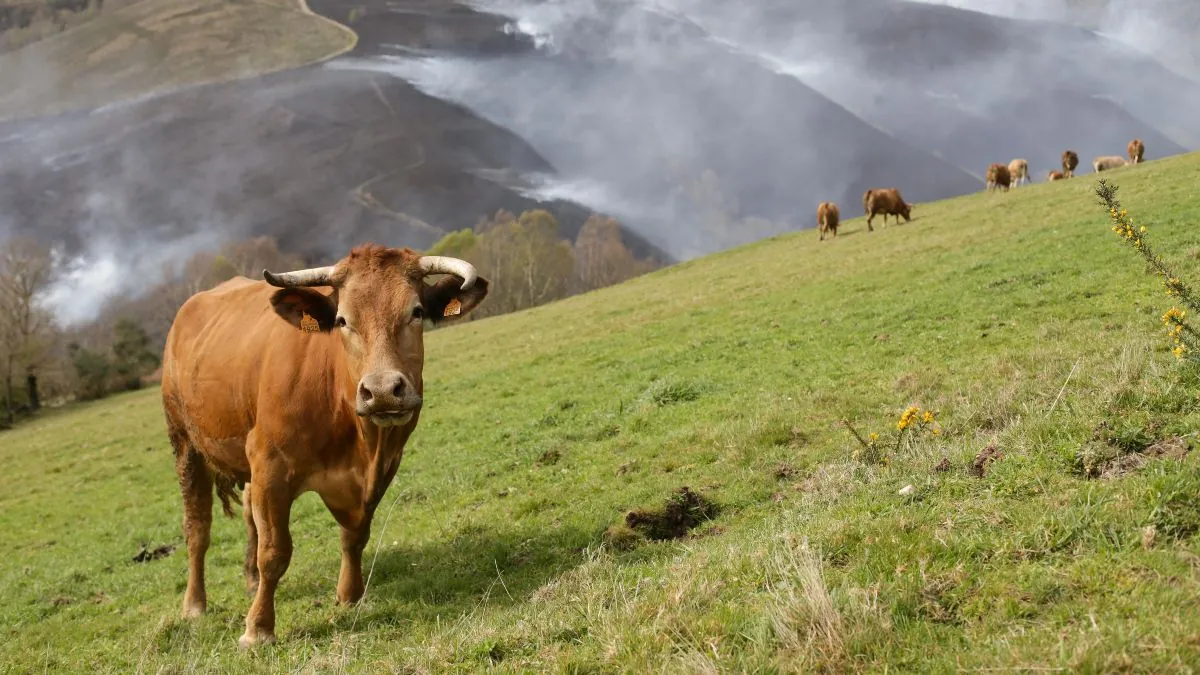 La guerra por la proteína (animal)