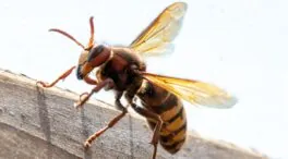 Avispas velutinas: por qué su picadura puede ser mortal en algunos casos