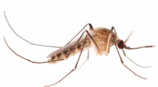 El ‘mosquito del metro londinense’ podría haber nacido en el Antiguo Egipto