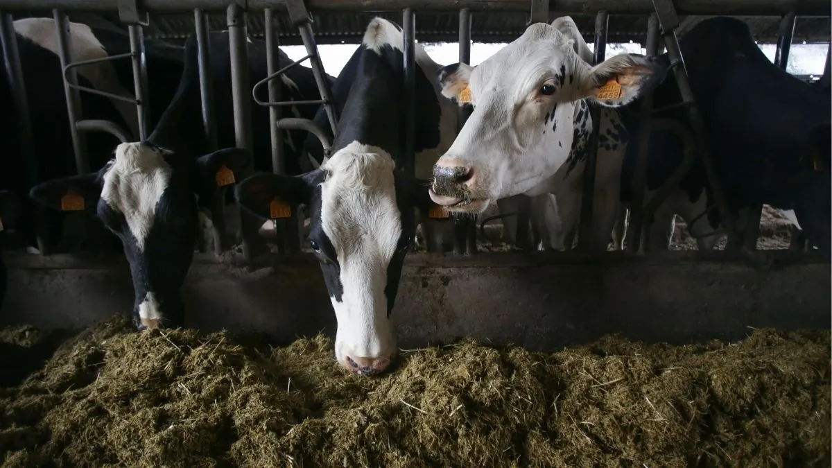 Galicia suspende desde este lunes ferias y mercados de ganado por la dermatosis nodular