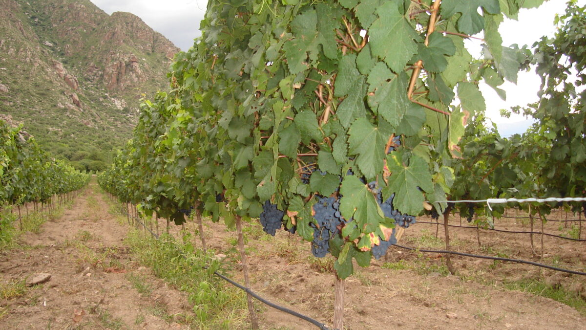 La ascensión del Malbec argentino