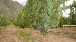La ascensión del Malbec argentino