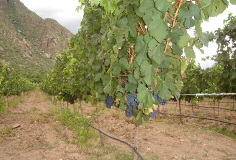 La ascensión del Malbec argentino