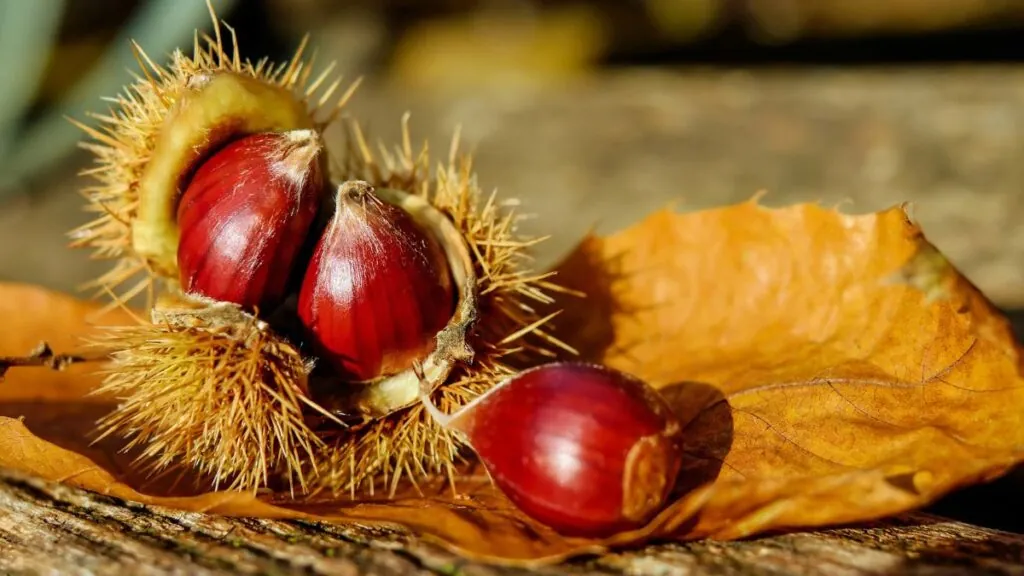 Castañas. Canva