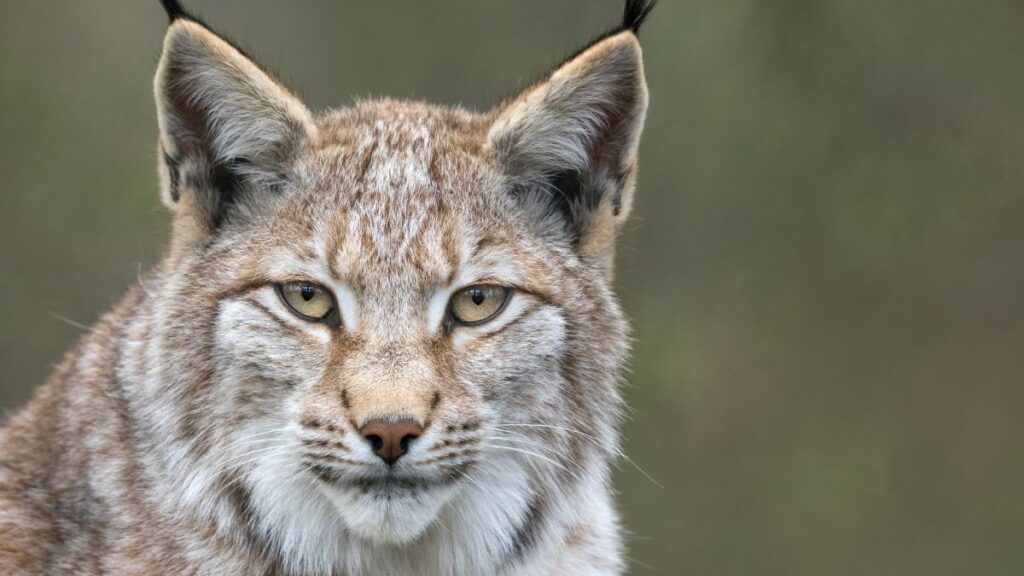 Un lince boreal. Canva