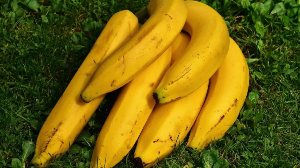 Plátanos. Canva