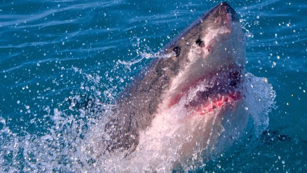 Tiburón blanco. Canva