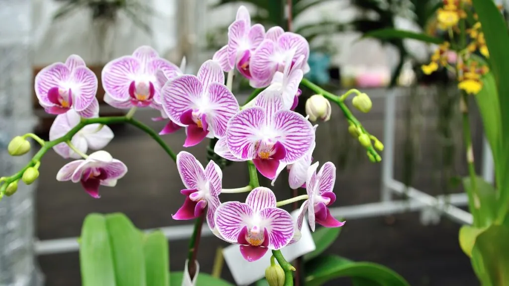 Orquídea. Canva