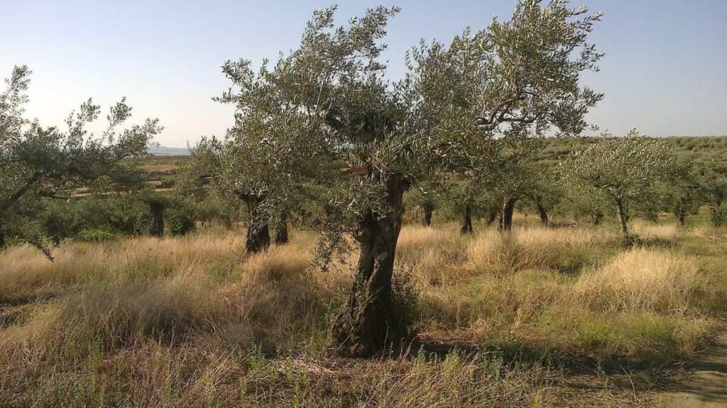 Un olivar. Canva
