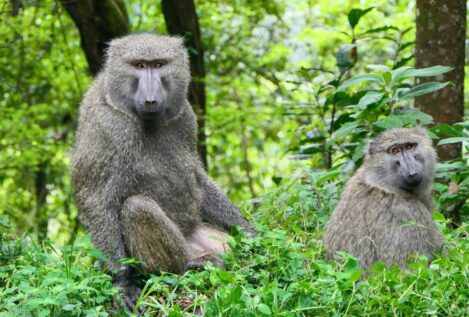 Por qué las mujeres viven más que los hombres: un enigma con raíces evolutivas