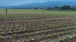 El sector del tabaco pide a los gobiernos que no acuerden medidas imposibles
