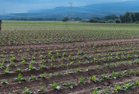 El sector del tabaco pide a los gobiernos que no acuerden medidas imposibles
