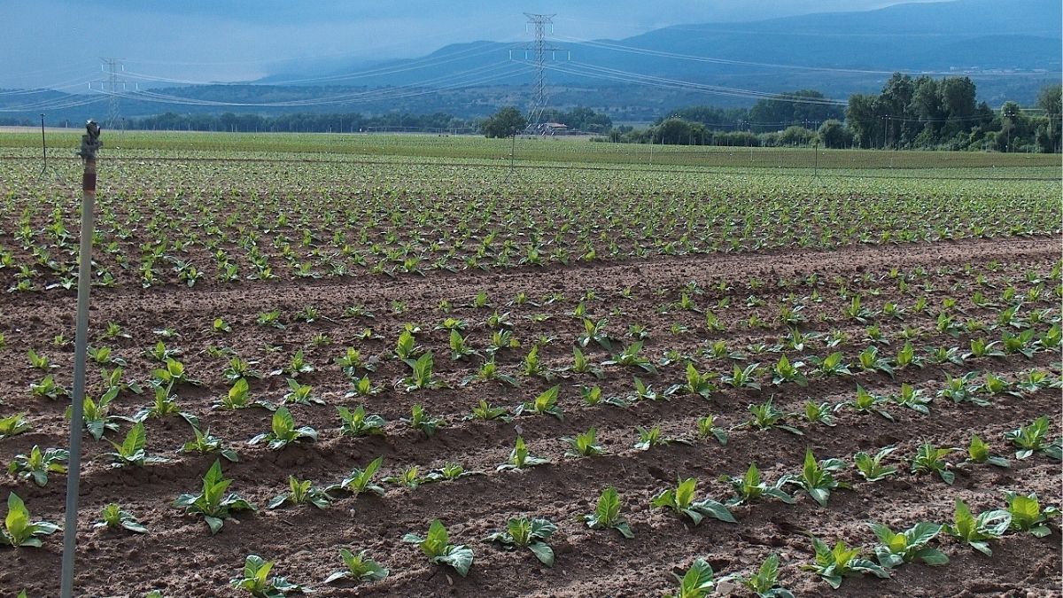 El sector del tabaco pide a los gobiernos que no acuerden medidas imposibles