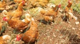Así afectará la gripe aviar a la subida del precio del huevo