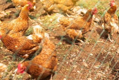 Así afectará la gripe aviar a la subida del precio del huevo